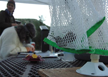 A hummingbird waits to be banded at Mesa Verde National Park