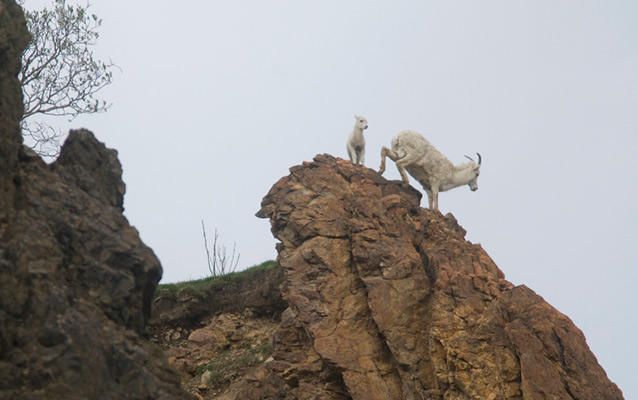 ewe and lamb on a rocky outcropping