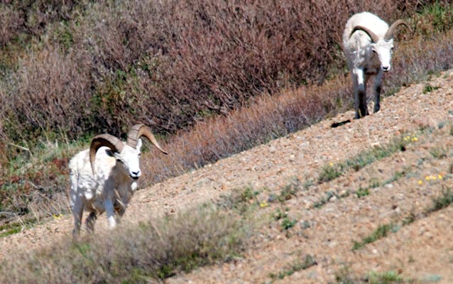 two rams on a hillside