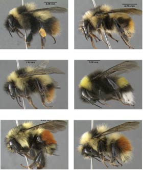 montage of six images of bees