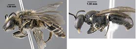 composite of two images of bees