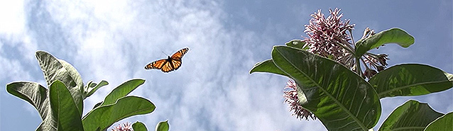 A orange and black Monarch butterfly flies over green and pink milkweek plants