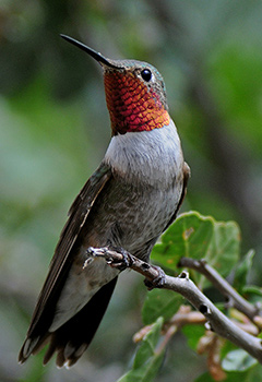 A hummingbird with a red head an white body is perched on a branch