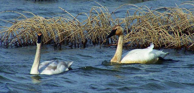 two large white birds floating on a lake