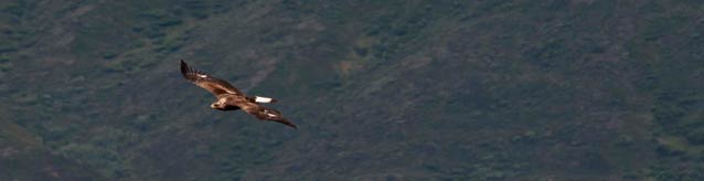 a brown colored eagle flying over dark hills