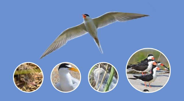 Collection of colonial waterbirds: tern chicks, adult terns, and black skimmers