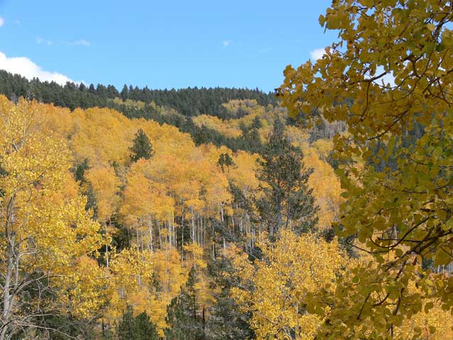 Montane forests dominate some of the highest elevations of the Colorado Plateau