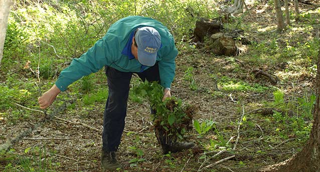 A Friends of Acadia volunteer helps remove invasive plants.