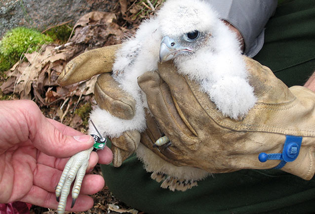 Baby Peregrine Falcon being banded.