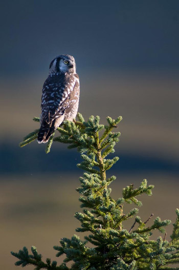 large greyish owl perched atop a thin spruce tree