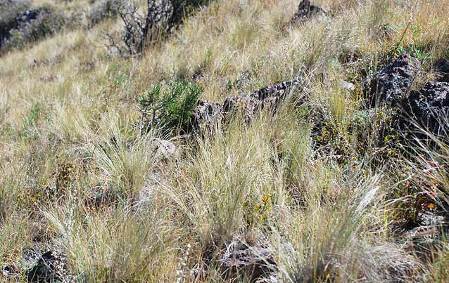 Windswept, grassy habitat of the Capulin Alberta arctic butterfly.