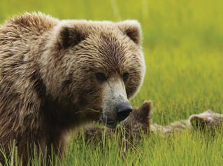 closeup of a bear and cub standing in grass