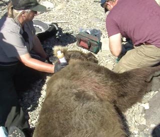 two people kneeling next to an unconscious bear