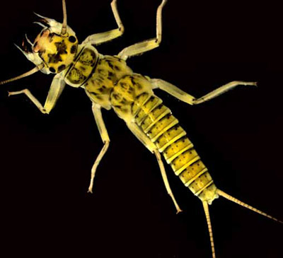 Example of an aquatic macroinvertebrate: Perlodid stonefly (Baumanella sp.).