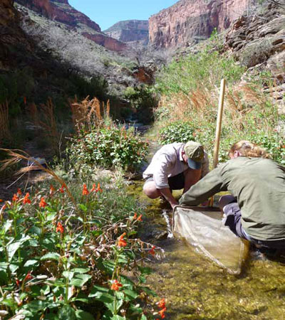 Collecting aquatic macroinvertebrate samples in Grand Canyon National Park