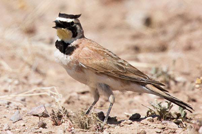 Horned lark