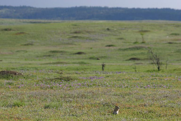 Black-tailed prairie dog 