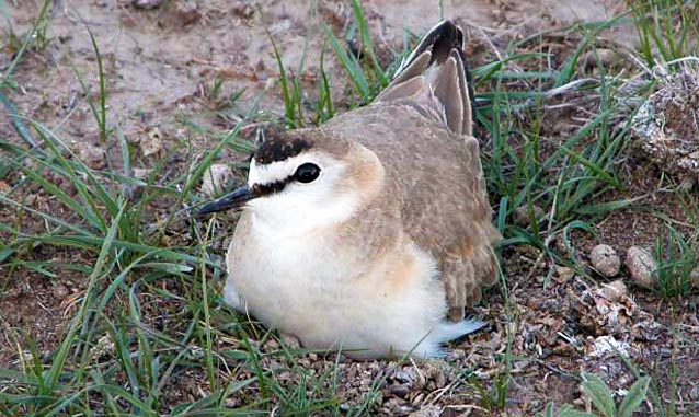 Mountain plover