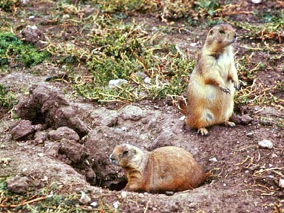 Black-tailed prairie dogs