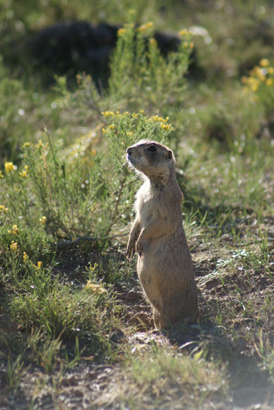 Prairie dog