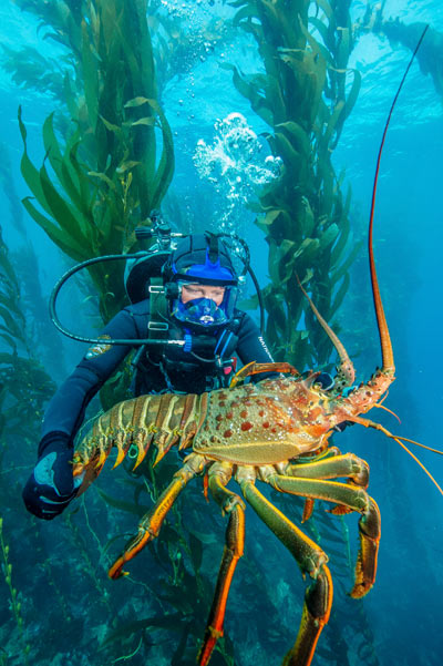 A large spiny lobster in a kelp forest within one of the Channel Islands' marine protected areas.