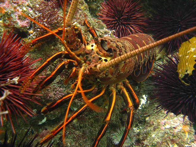 California spiny lobster