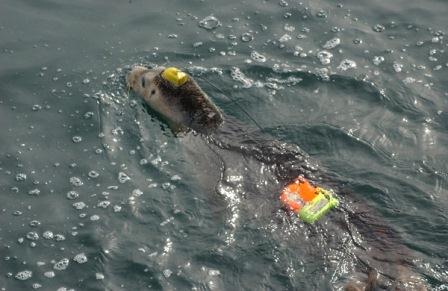  juvenile female harbor seal swimming in the water temporarily instrumented with tags