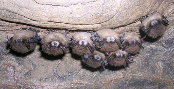 Bats with White-Nose Syndrome 