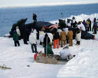 many people standing on an icy coastline around a whale