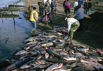 people standing next to a huge pile of dead fish by a river