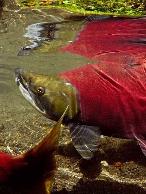 closeup of red salmon underwater
