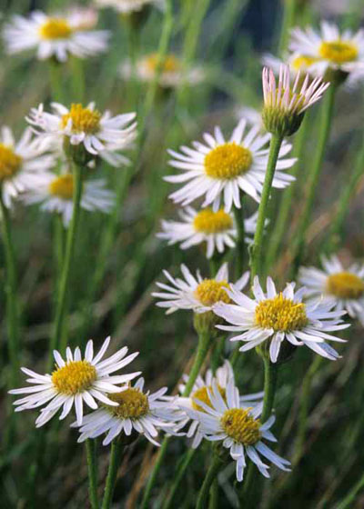 Zuni Fleabane (U.S. National Park Service)