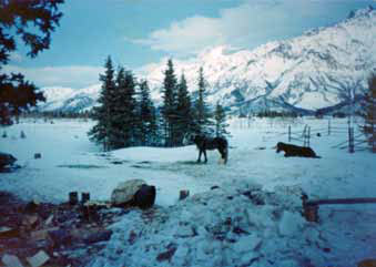 horses in a snowy meadow