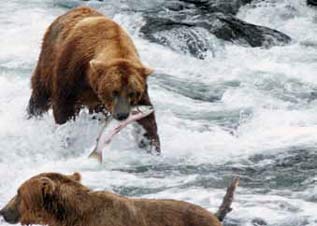 bears in water fishing for salmon