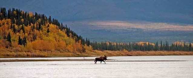 moose walking through shallow water