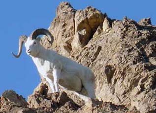 a white sheep standing on a rocky mountain top