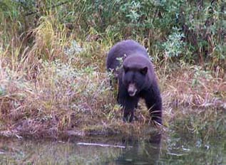 a black bear stepping into a creek