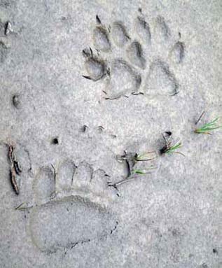 mud showing imprint of bear and wolf tracks