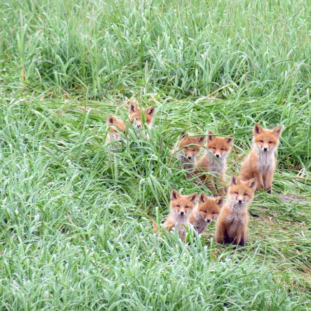 eight red foxes in tall grass