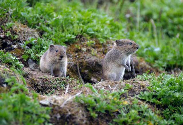 two voles, one standing on its rear legs
