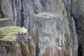 steep cliffs with birds nested on them