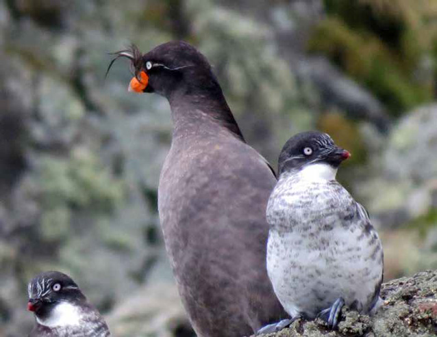 three gray penguin-like birds