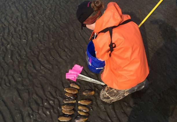 woman kneeling on a beach next to a dozen clams