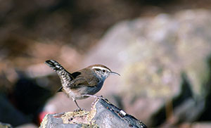 Photo of Bewick’s wren perched on a rock.
