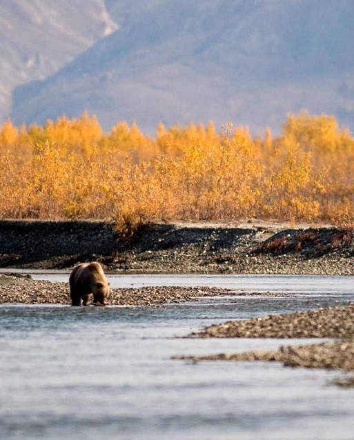 A brown bear in a river
