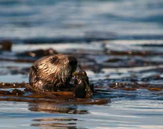 Sea otter head in the ocean