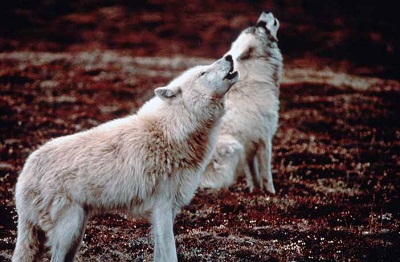 Two white wolves howling