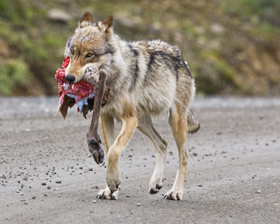Wolf walks down a dirt road carrying a caribou leg