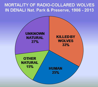 a pie chart that shows that most collared wolves in denali are killed by other wolves