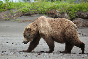 Brown bear walking with long claws, shoulder hump, dish-shaped profile, & low rump visible.
